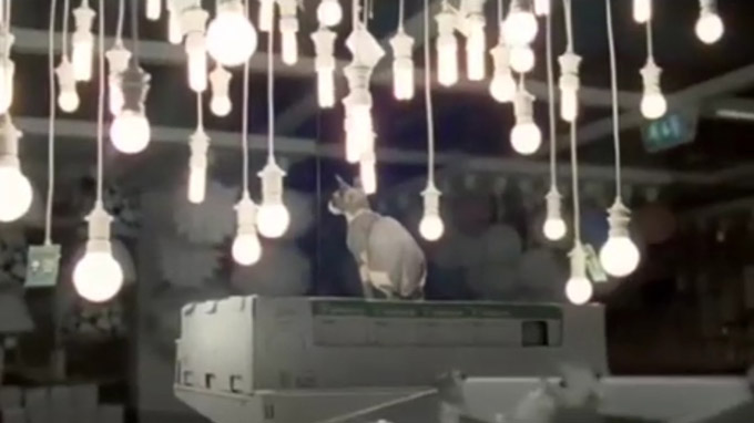 Des chats à Ikea : lampe et siamois
