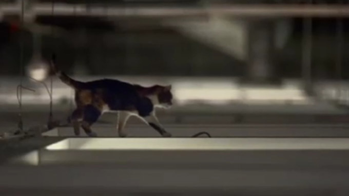 Des chats à Ikea : chat aérien