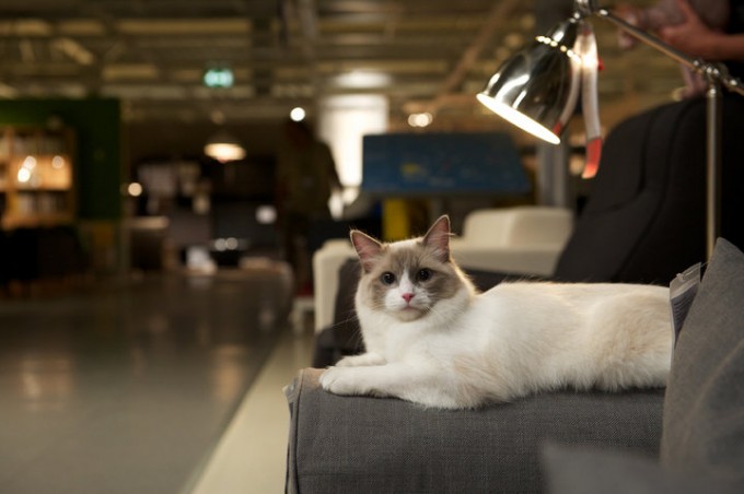 Ikea lâché de chats : je suis bien là
