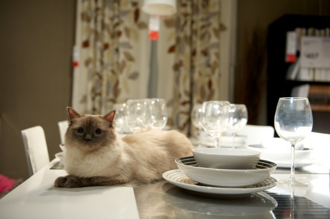 Ikea lâché de chats : le chat est servi !
