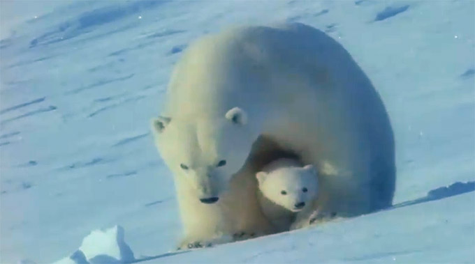 Maman ours polaire protège fiston avec de l'Actimel. Ou pas.