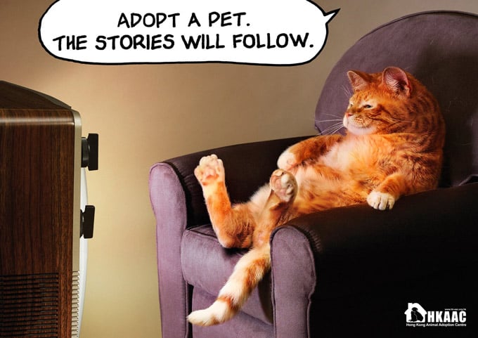 Adoptez un gros chat roux que si vous avez une télé !