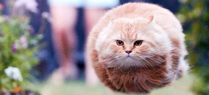Hover Cat (chat volant)