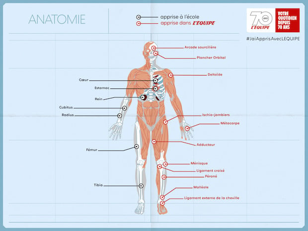 anatomy-lequipe