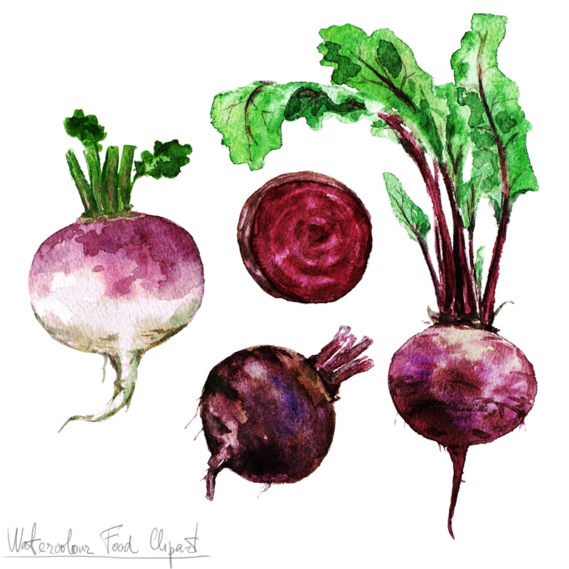 Watercolor Food Clipart - Beetroot and Turnip