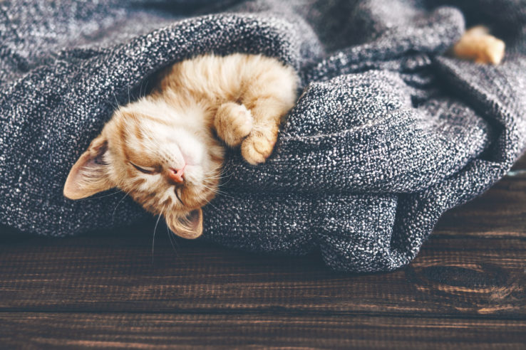 Cute little ginger kitten is sleeping in soft blanket on wooden floor