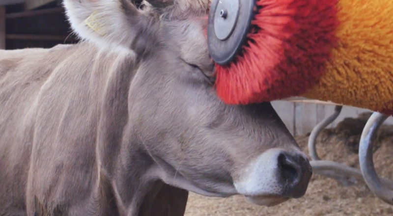 Qui veut masser une vache ?
