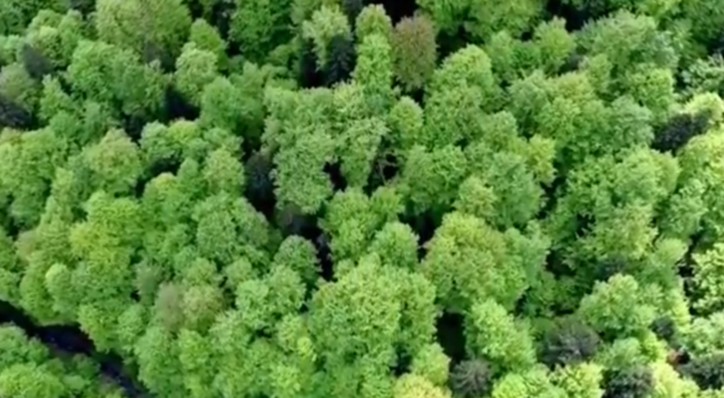 Virgin Radio et WWF créent le premier hit dédié à la déforestation