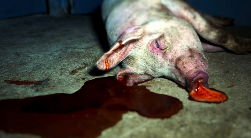 Envie d&rsquo;être terrifié pour Halloween ? PETA répond présent