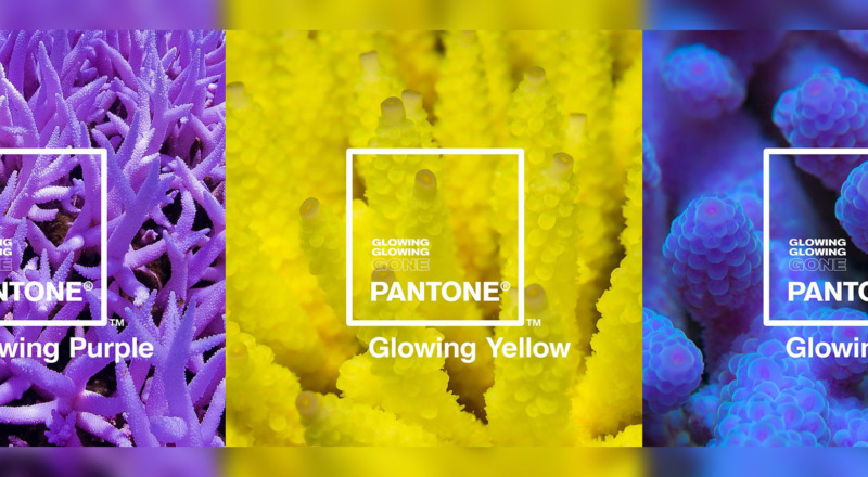 Pantone dévoile 3 nouvelles couleurs de coraux en détresse