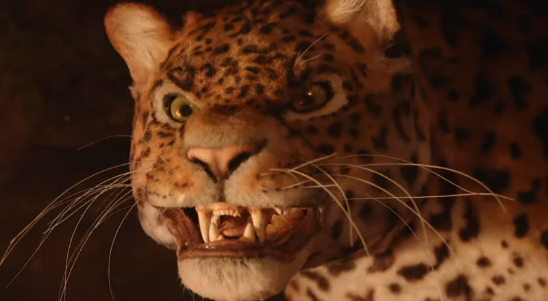 Adoptez un jaguar avec WWF