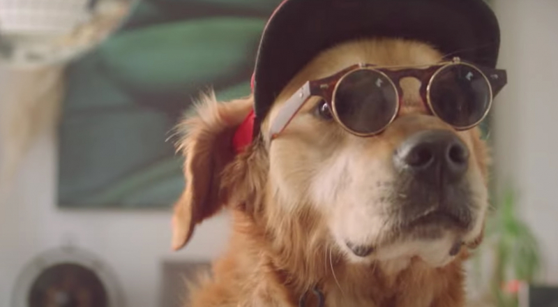 Musique de la pub Promovacances 2022 : Le chien