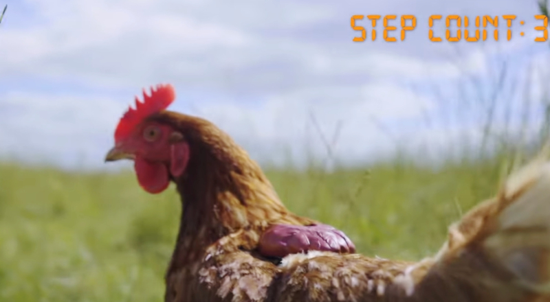 Le premier tracker de sport pour poules