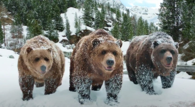 « Ubearisation » : voici venus les taxis à dos d&rsquo;ours