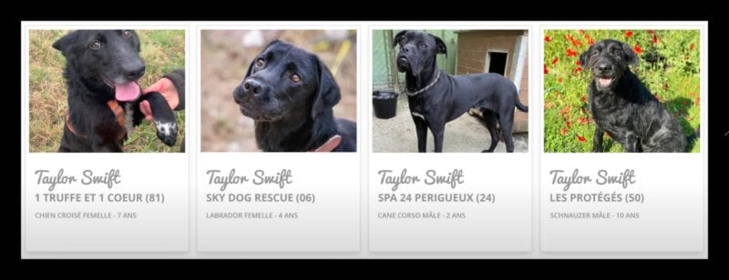 600 chiens renommés Taylor Swift pour booster leur adoption