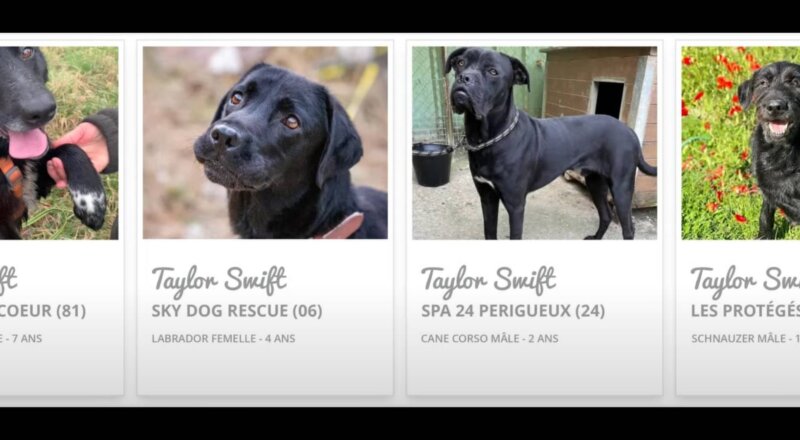 600 chiens renommés Taylor Swift pour booster leur adoption