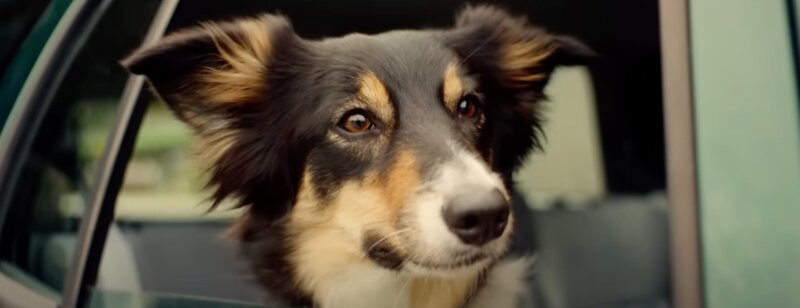 30 Millions d’Amis et Altmann + Partners arrivent encore à nous surprendre