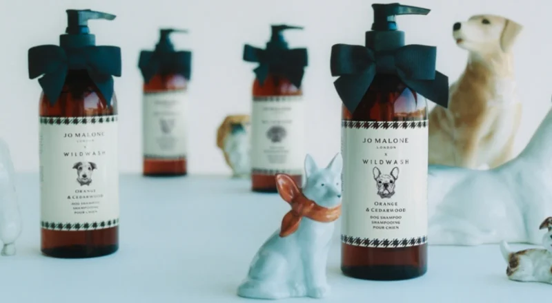 Tom Hardy offre un traitement cinq étoiles à ses chiens avec Jo Malone